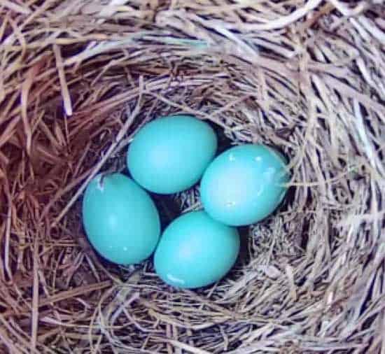 Huevos de pájaro azul del este.  Foto de D'Bee Fotografía de Debbie McCaleb.