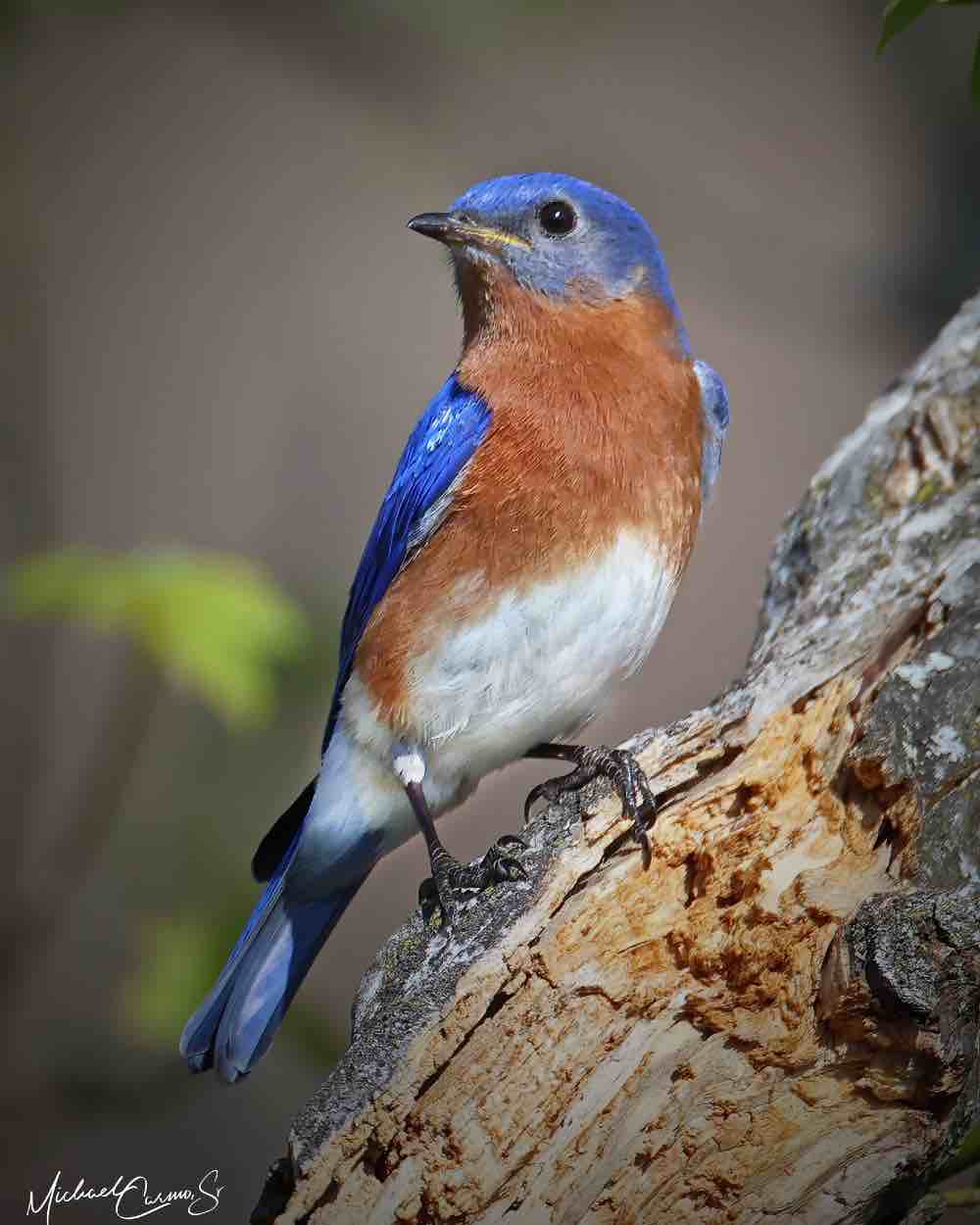 Significados y simbolismo de los pájaros azules: la guía absoluta para entender a los pájaros azules