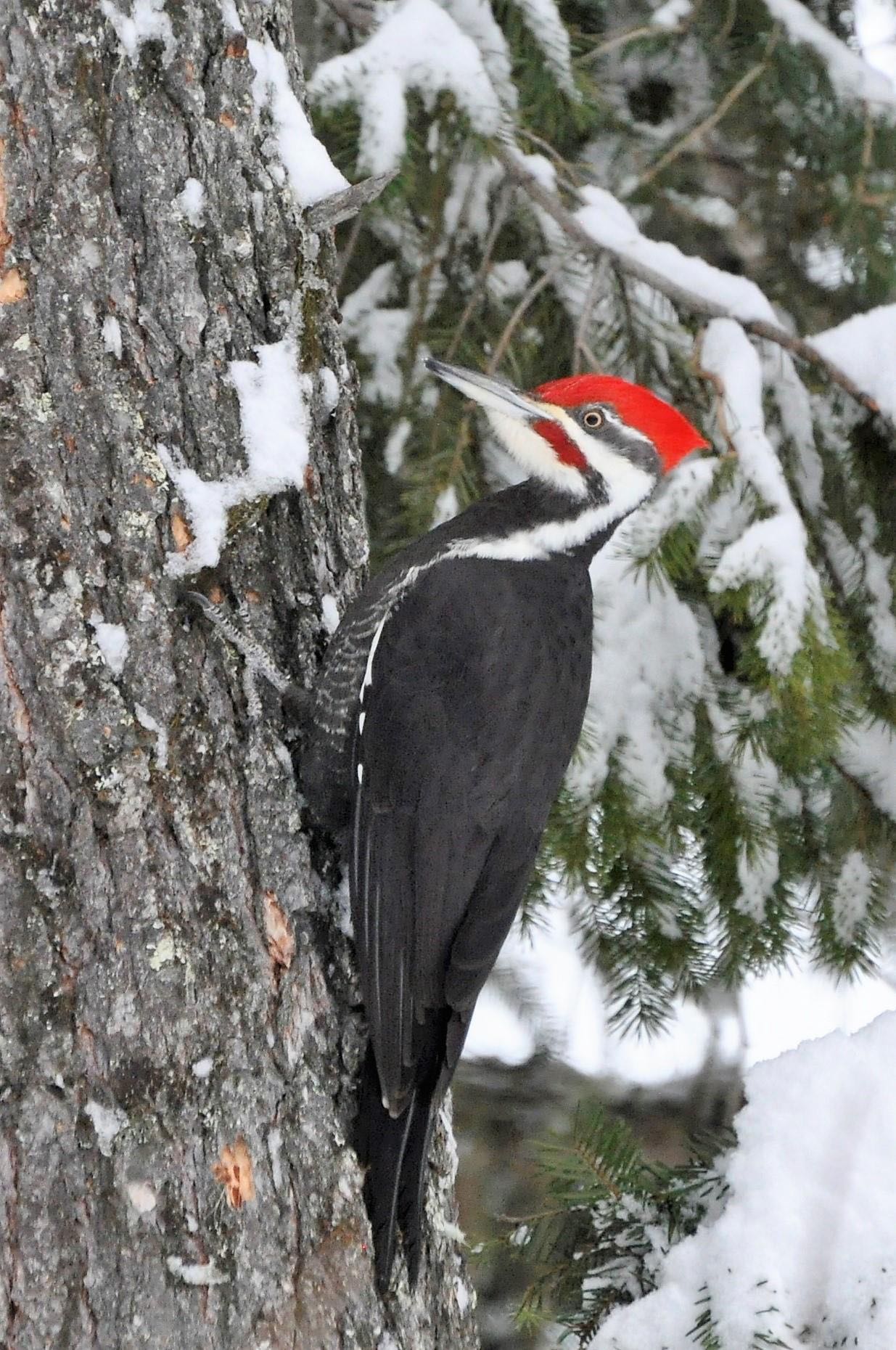 pájaro carpintero pileated trepando un árbol en invierno