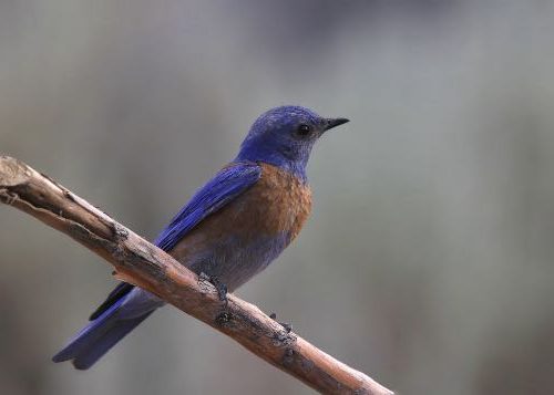 Pájaro azul occidental posado en una rama