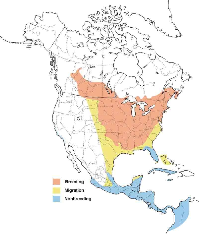 mapa de la oropéndola de Baltimore en migración, reproducción y área de distribución invernal