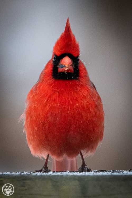 Una mirada frontal al cardenal norteño masculino que parece rudo
