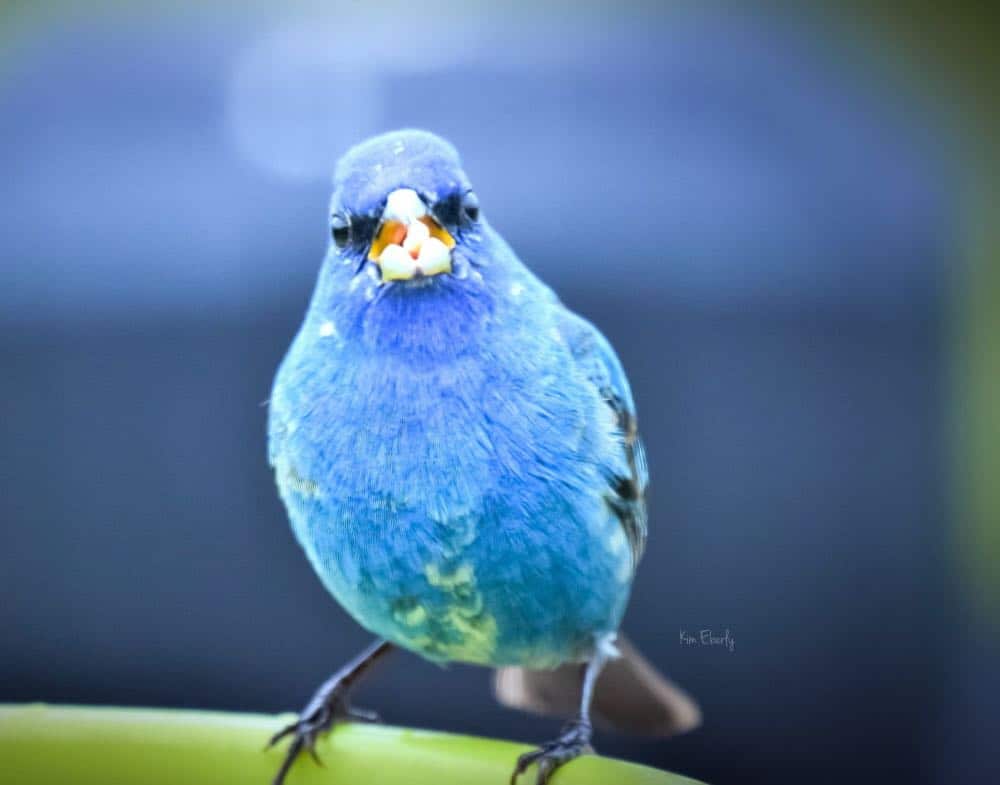 Pájaros azules en Nebraska