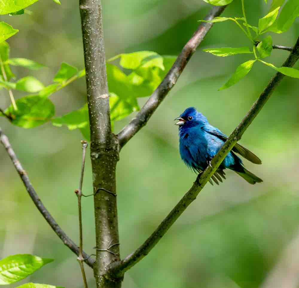 Pájaros azules en Carolina del Sur