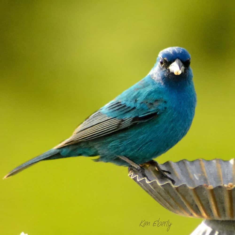Pájaros azules en Missouri