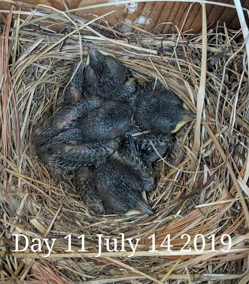 Bebés de pájaro azul de 10 días.