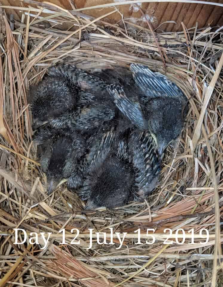 Bebés de pájaro azul de 11 días.