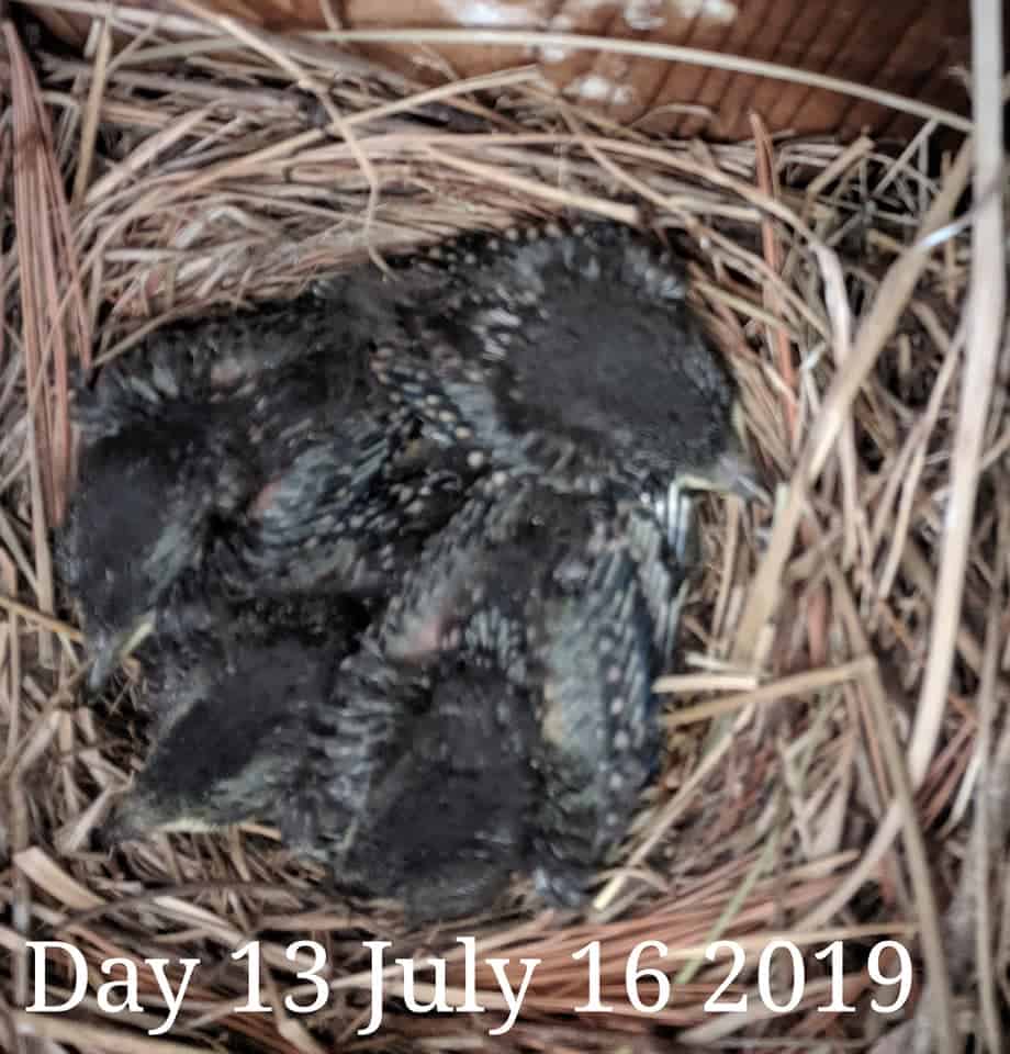 Bebés de pájaro azul de 12 días.