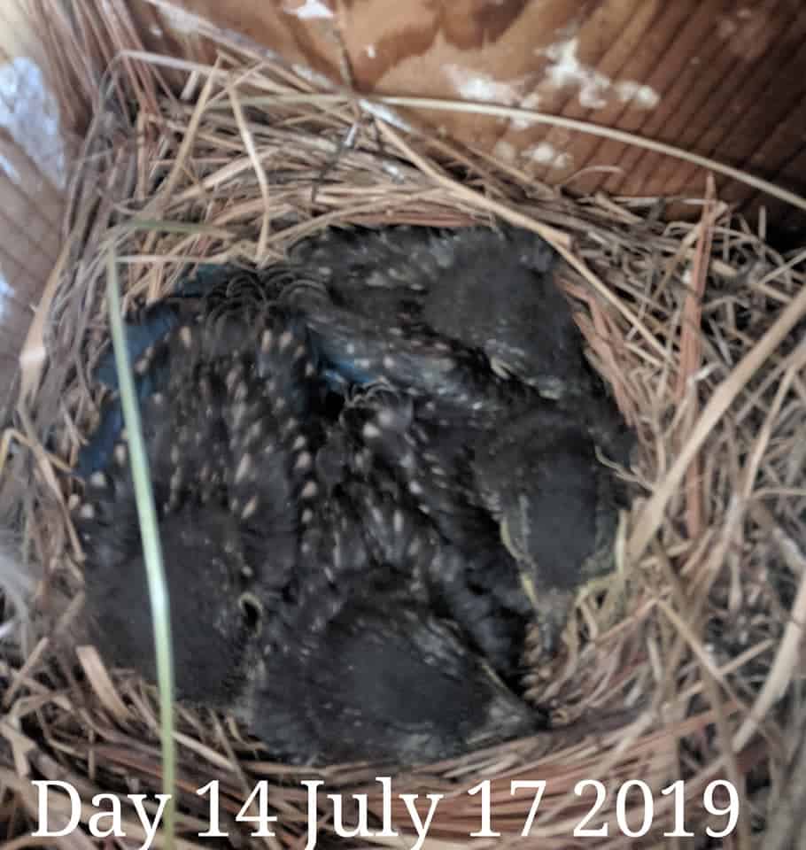 Bebés de pájaro azul de 13 días.