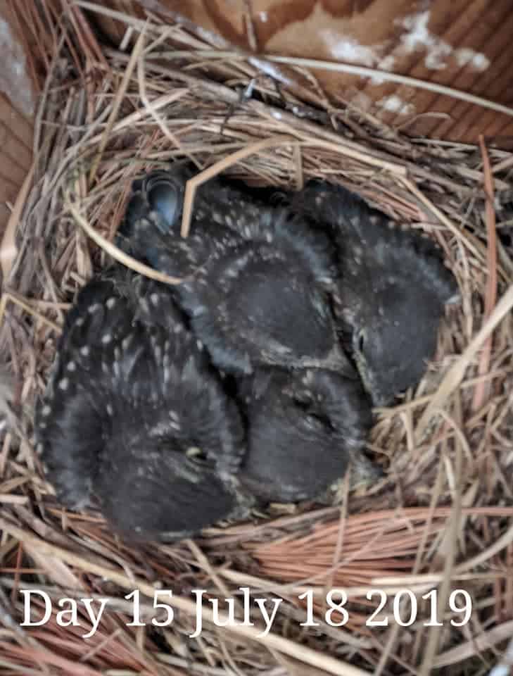 Bebés de pájaro azul de 14 días.