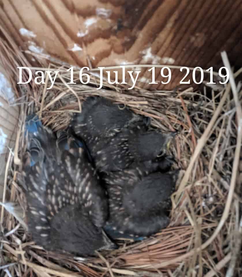 Bebés de pájaro azul de 15 días.