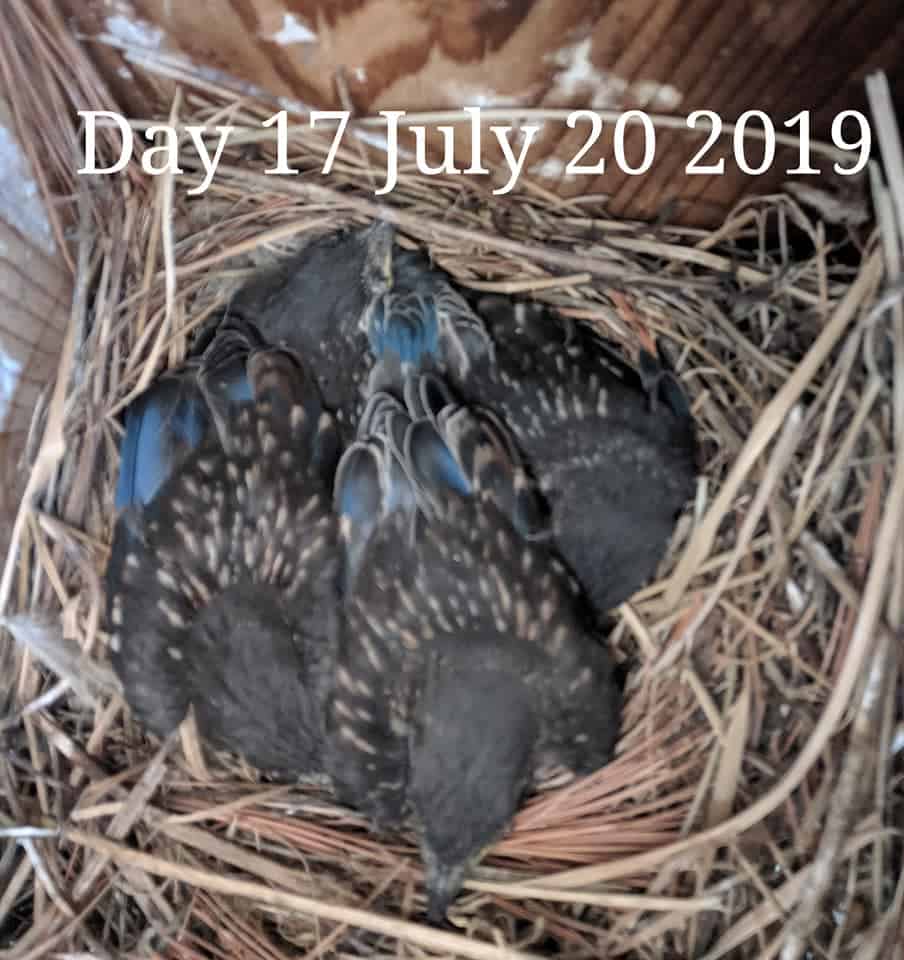 Bebés de pájaro azul de 16 días.