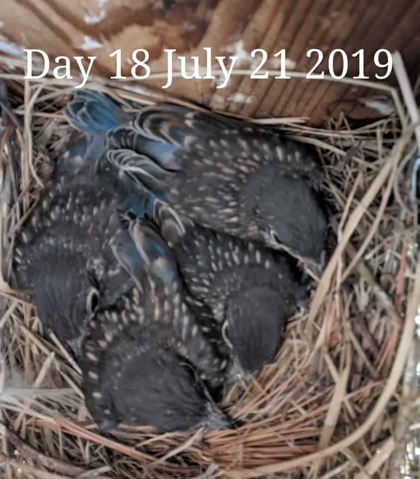 Bebés de pájaro azul de 17 días.