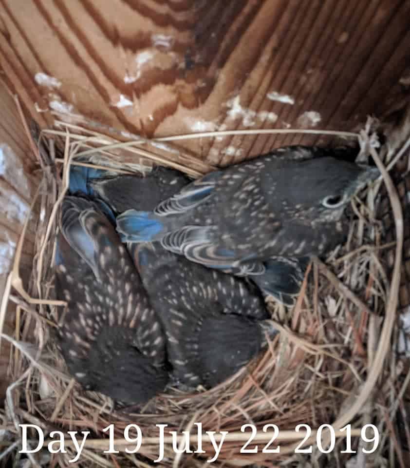 Bebés Bluebird de 18 días.