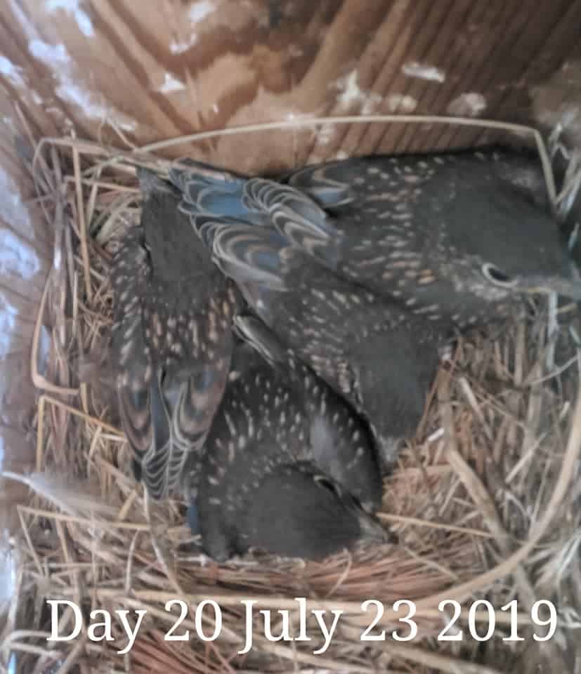 Bebés Bluebird de 19 días.