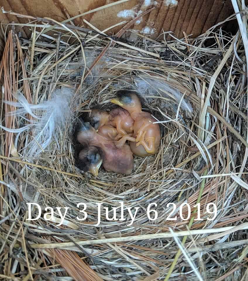 Los bebés Bluebird tienen 2 días de nacidos.