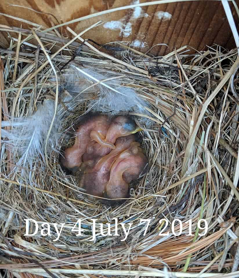 Los bebés Bluebird tienen 3 días de nacidos.