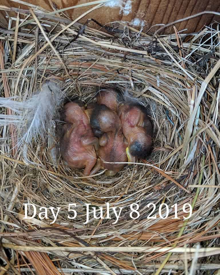 Los bebés Bluebird tienen 4 días.