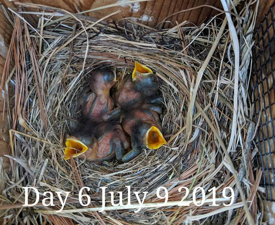 Bebés de pájaro azul de 5 días.