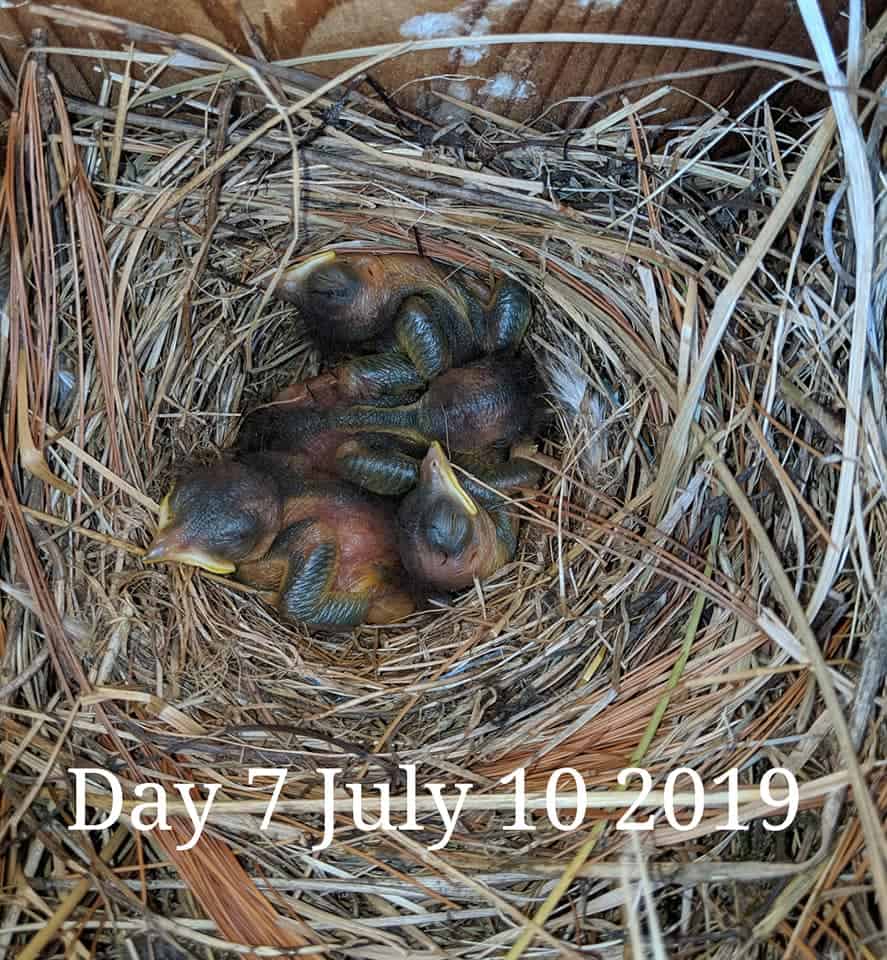 Bebés de pájaro azul de 6 días.