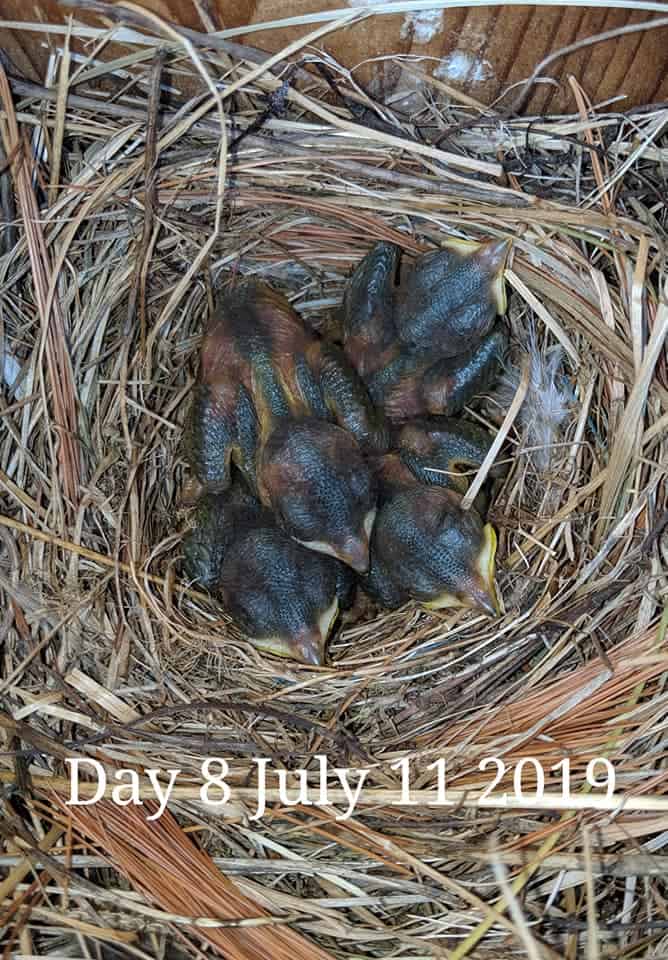 Bebés de pájaro azul de 7 días.