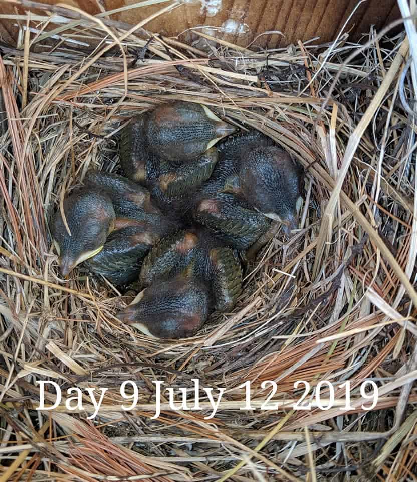 Bebés de pájaro azul de 8 días.