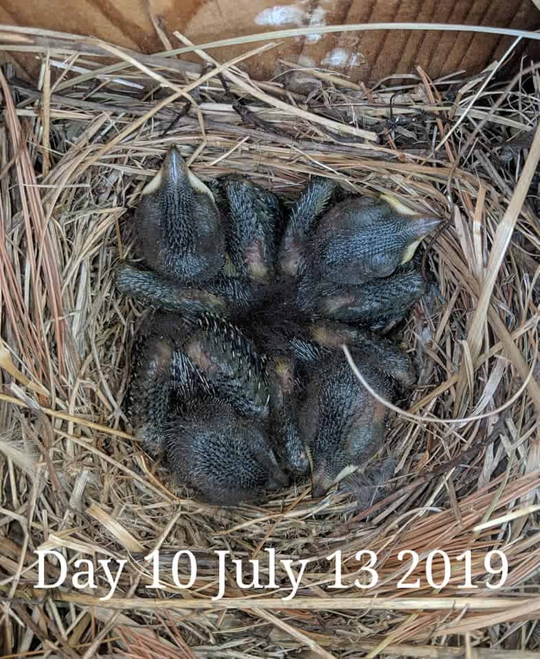 Bebés de pájaro azul de 9 días.