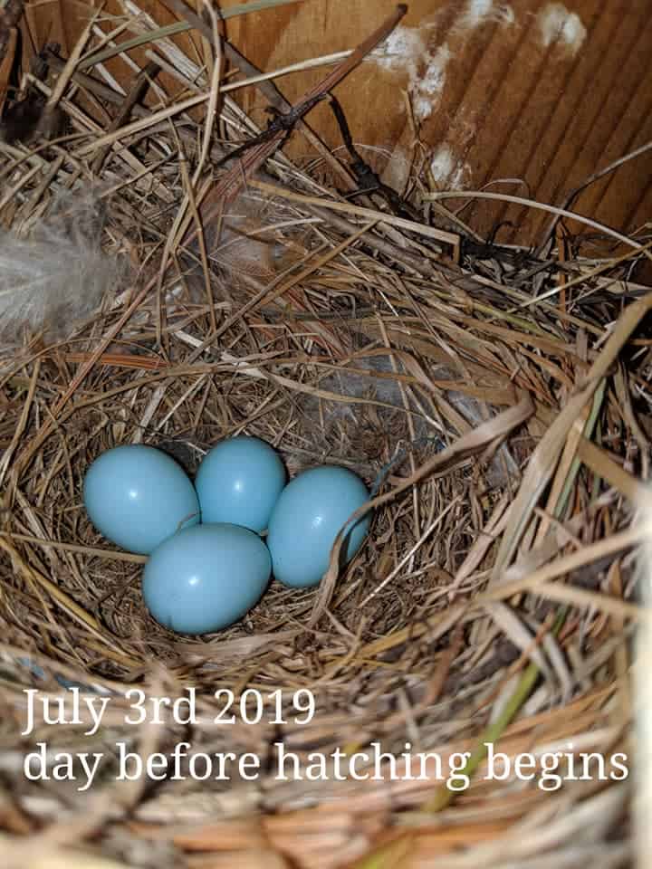 huevos de pájaro azul en el nido