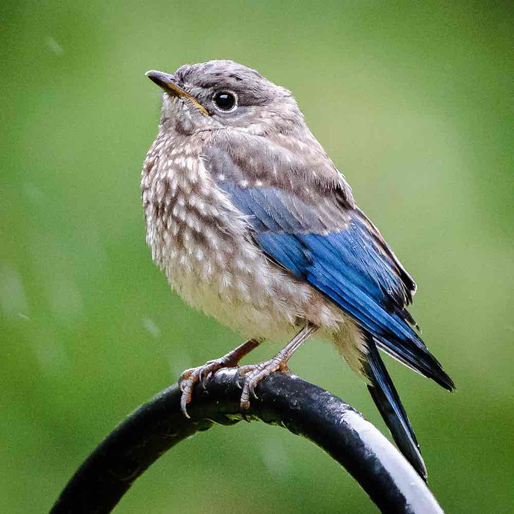 Pájaro azul bebé - juvenil