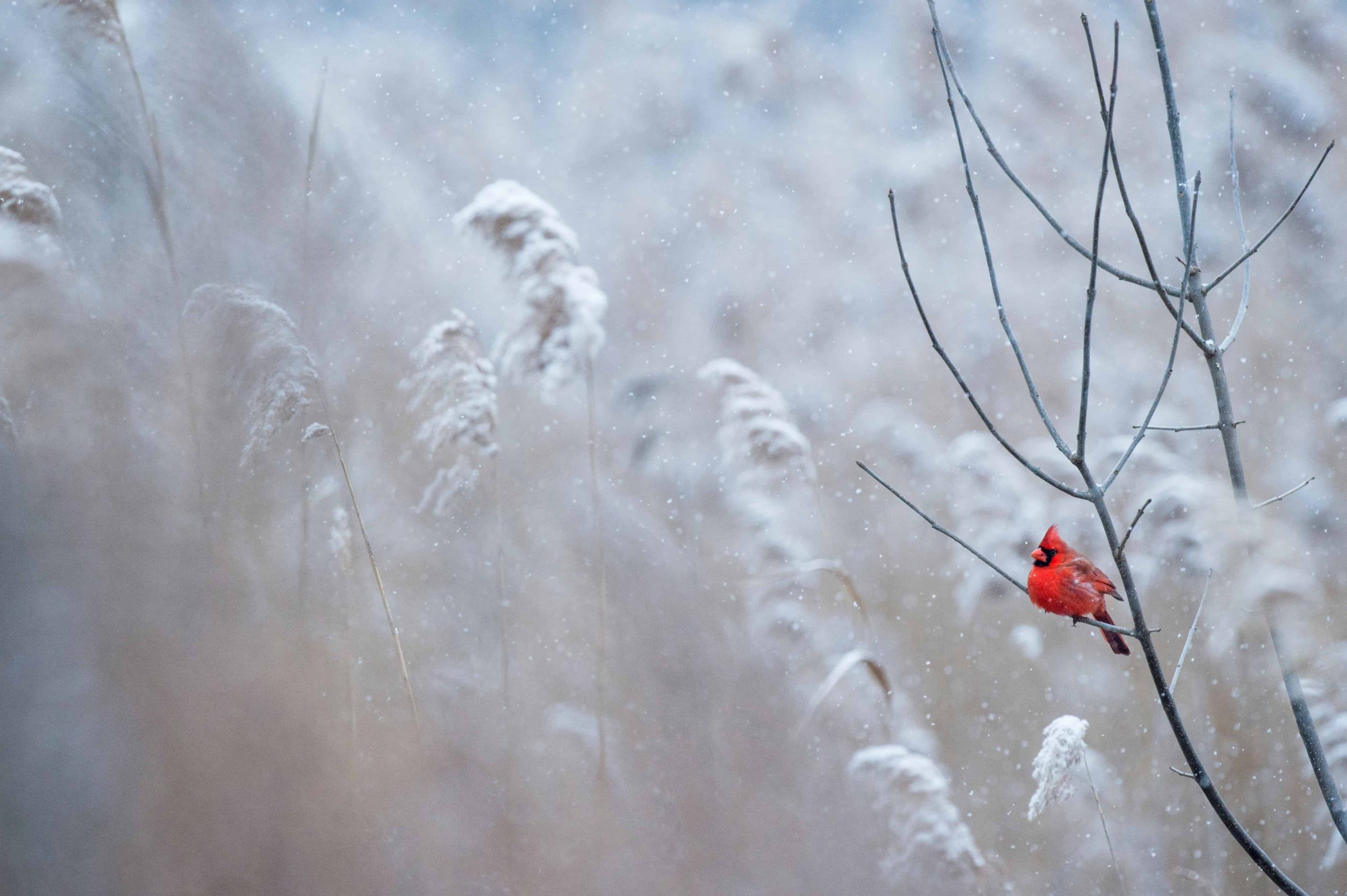 invierno cardenal rojo brillante