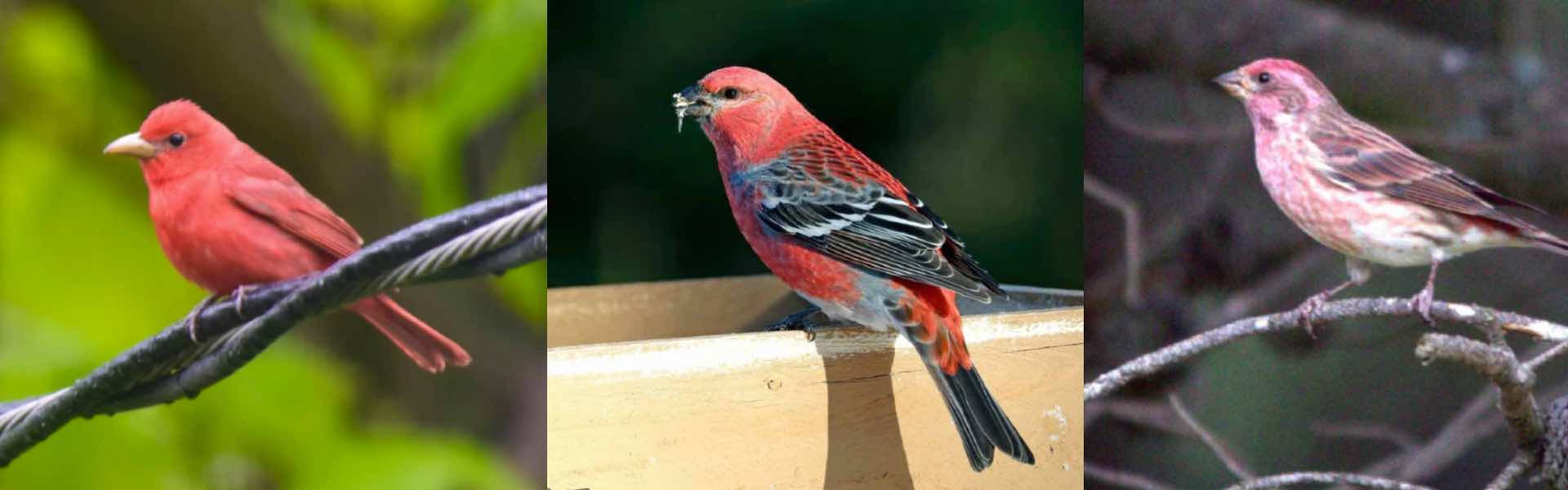 9 pájaros que parecen cardenales pero no lo son (con fotos de lado a lado)