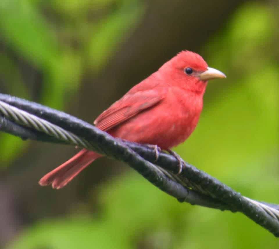 Pájaros con cabeza roja: la lista completa + fotos para una identificación rápida y precisa