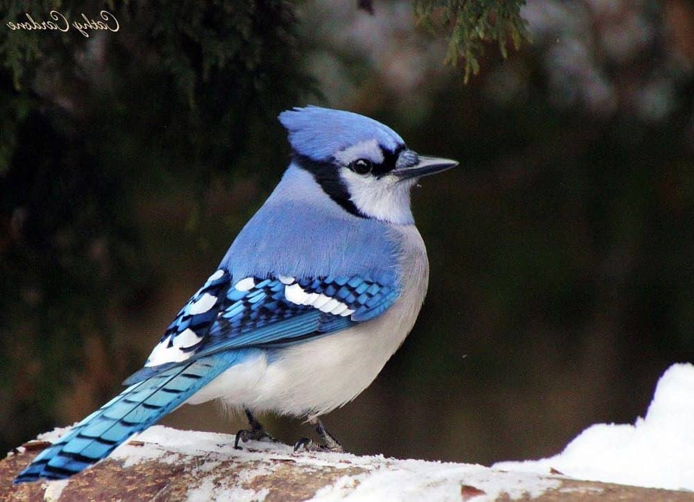 Pájaros azules en Illinois