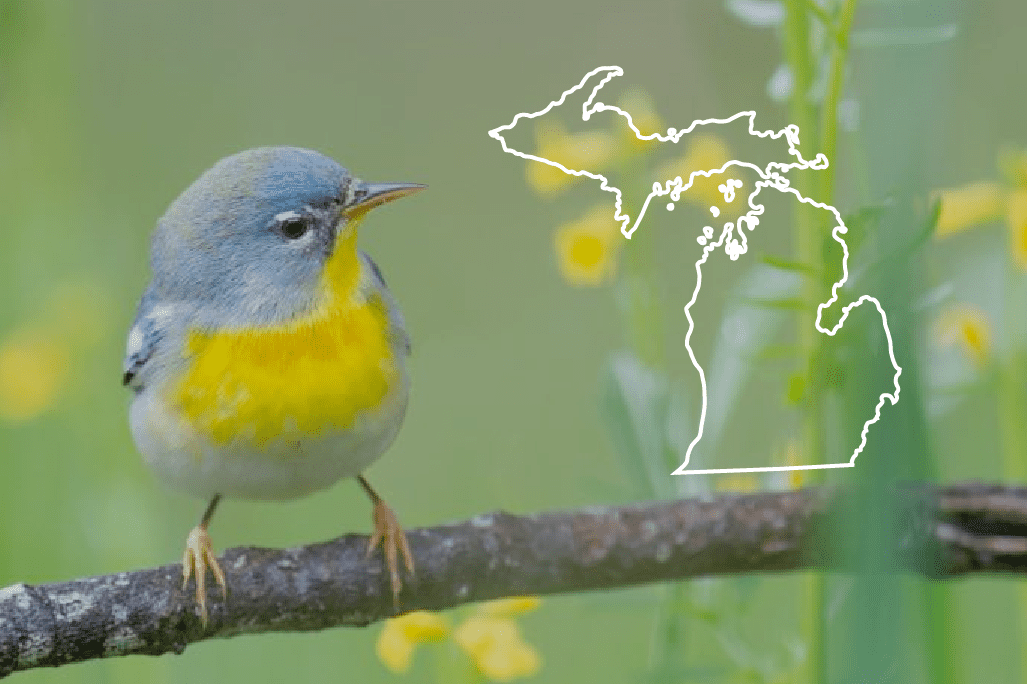 Blue Birds en Michigan: la lista completa + fotos para una identificación rápida y precisa