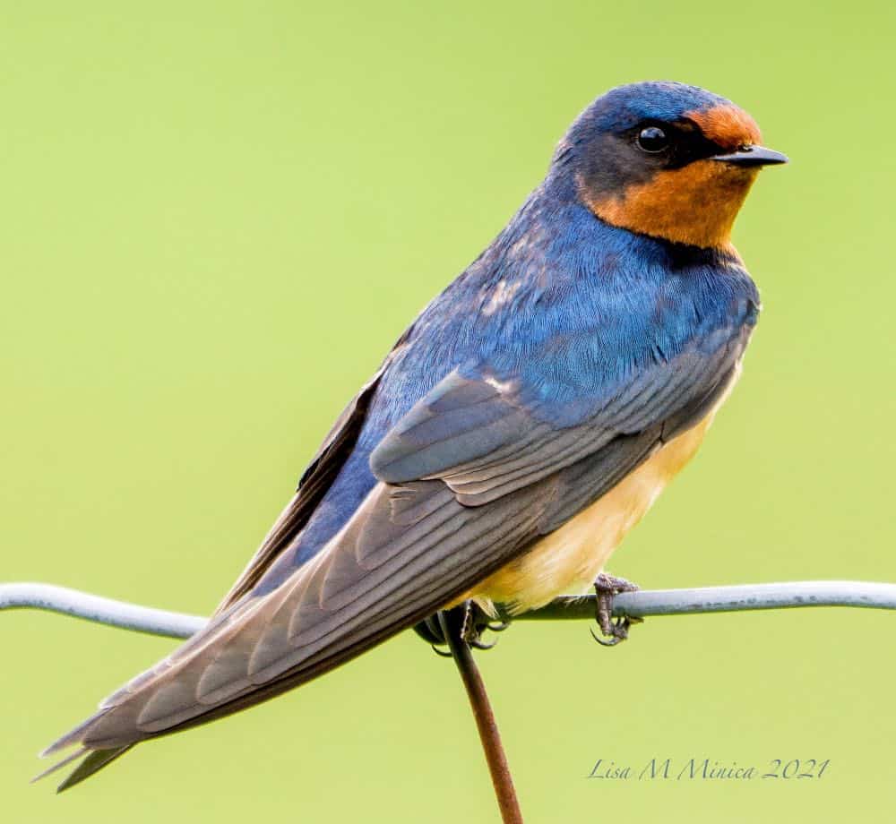Pájaros azules en Carolina del Norte