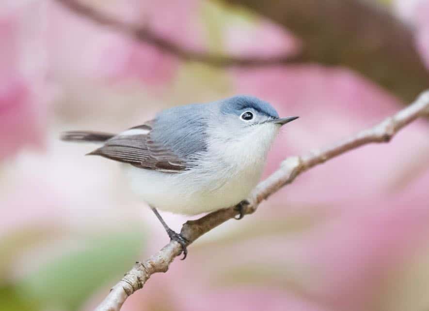 Aves de color azul en Ohio