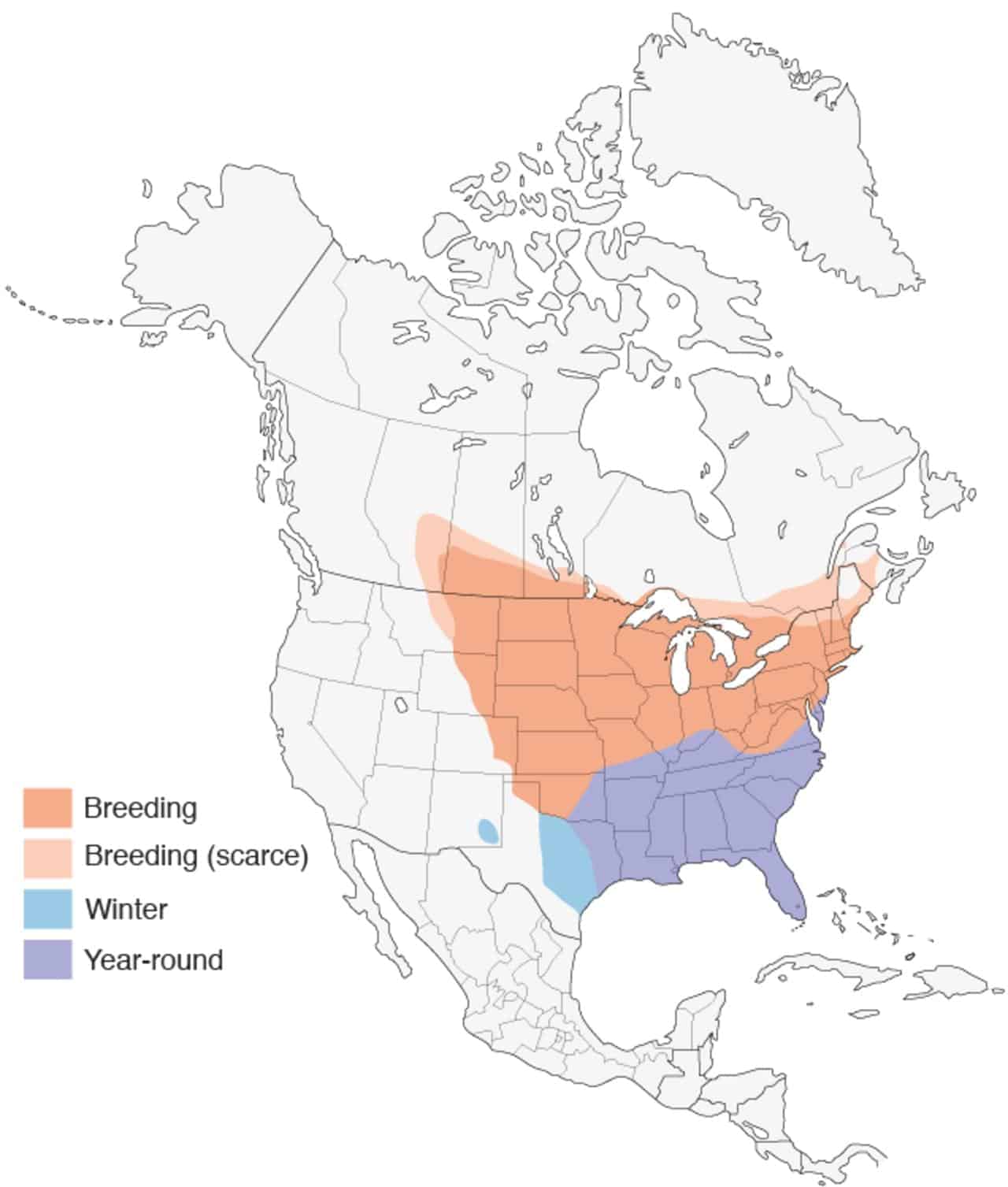 Mapa de distribución del thrasher marrón.  Cortesía de <a href="https://www.birds.cornell.edu/home">The Cornell Lab</a>.» width=»870″ height=»1024″> <figcaption>Brown thrasher range map. Compliments of <a href=