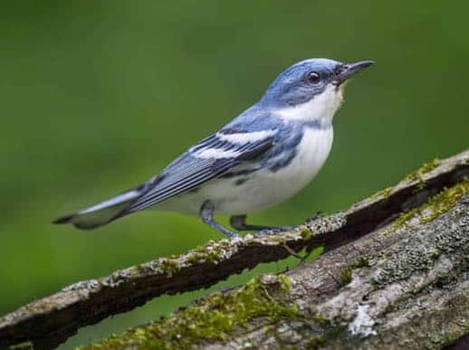 Aves de color azul en Virginia Occidental