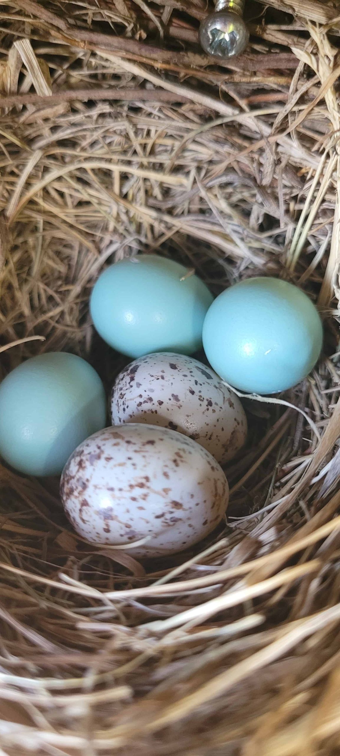 bluebird oriental huevos azul pálido y 2 huevos de tordo