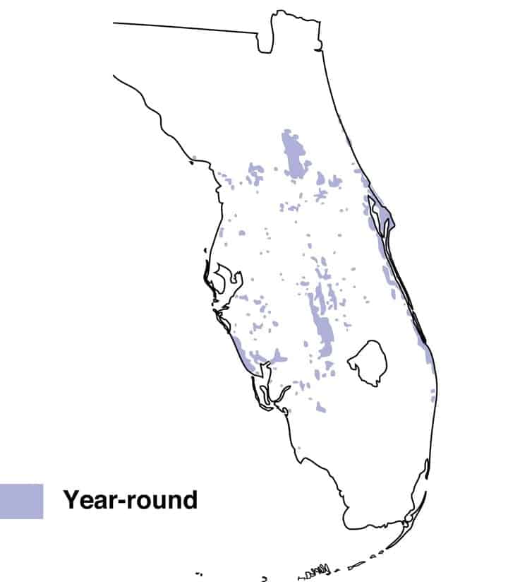 Mapa de distribución del arrendajo de matorral de Florida.