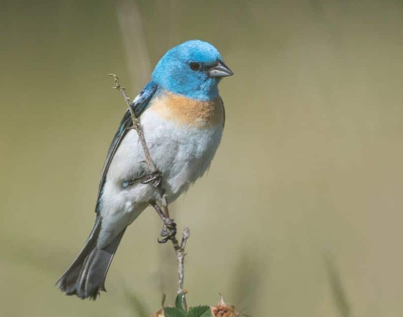 Pájaros azules en Idaho