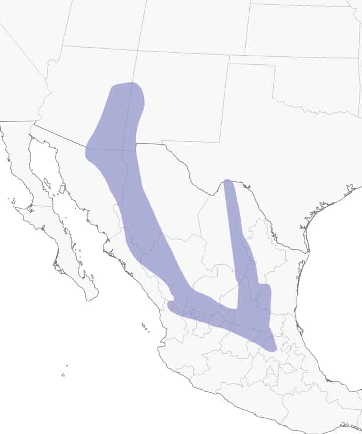 Mapa de distribución del arrendajo mexicano.