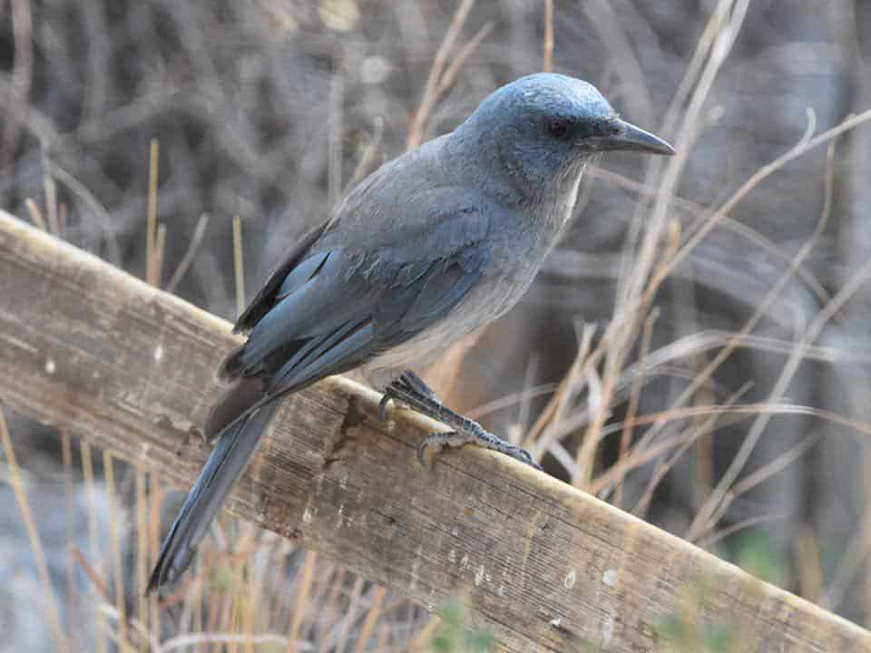 Pájaros azules en Nuevo México