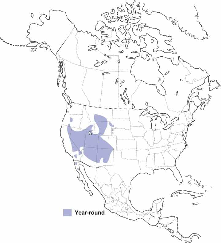 Mapa de distribución de Pinyon arrendajo