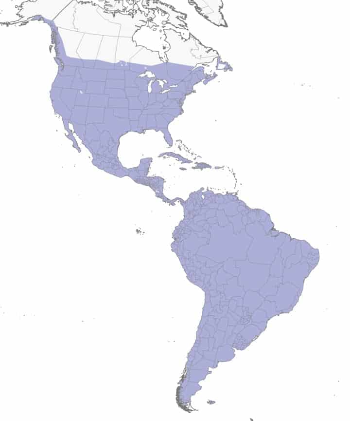 Mapa de distribución del arrendajo de la paloma bravía.