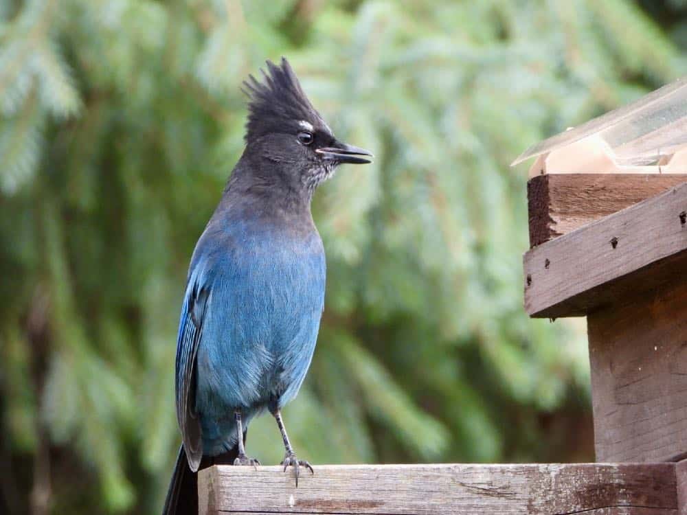 Pájaros azules en California