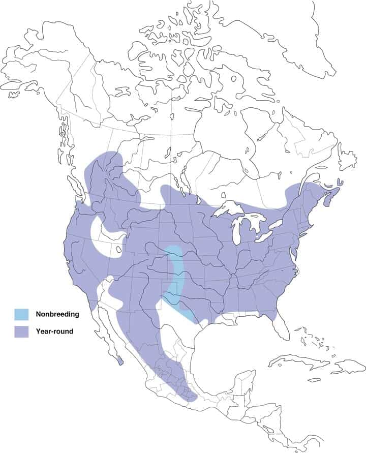 Mapa de rango de trepatroncos de pecho blanco