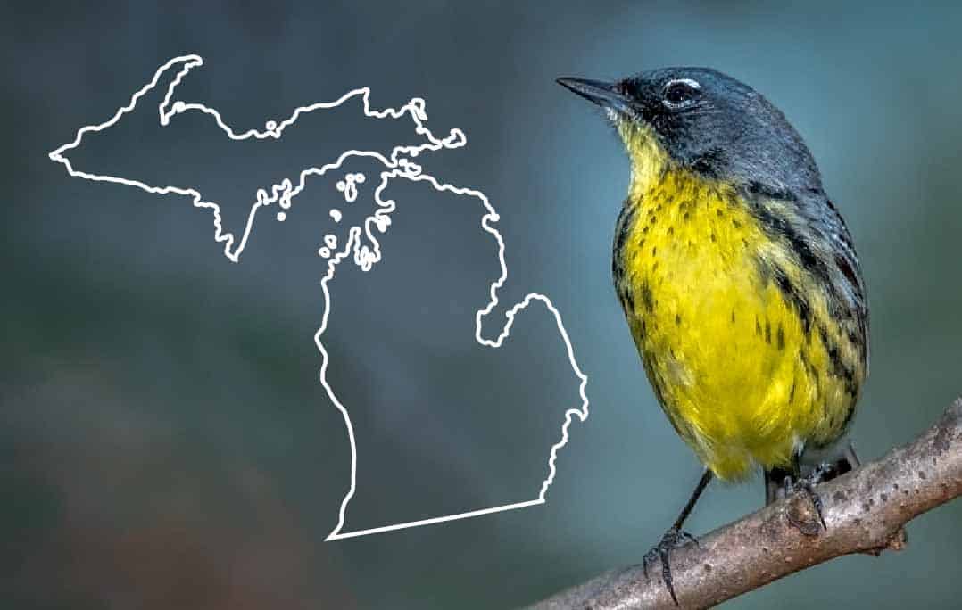 Aves de Michigan: la lista completa + fotos para una identificación rápida y precisa
