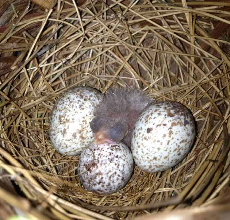 3 huevos cardinales y crías en un nido