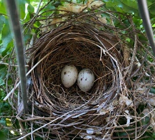 Huevos cardinales en un nido